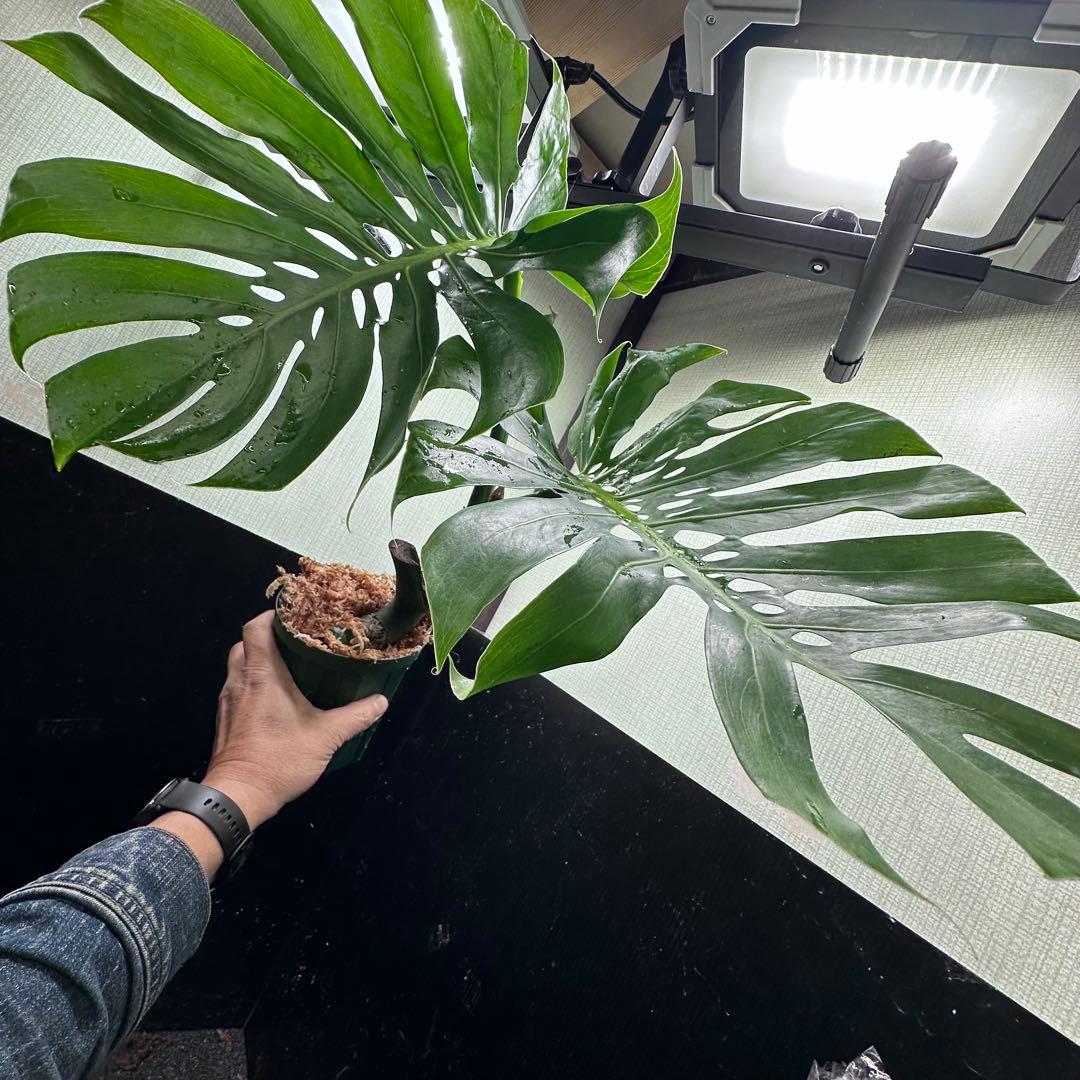 モンステラデリシオーサマクロコズム超希少系統鉢植え