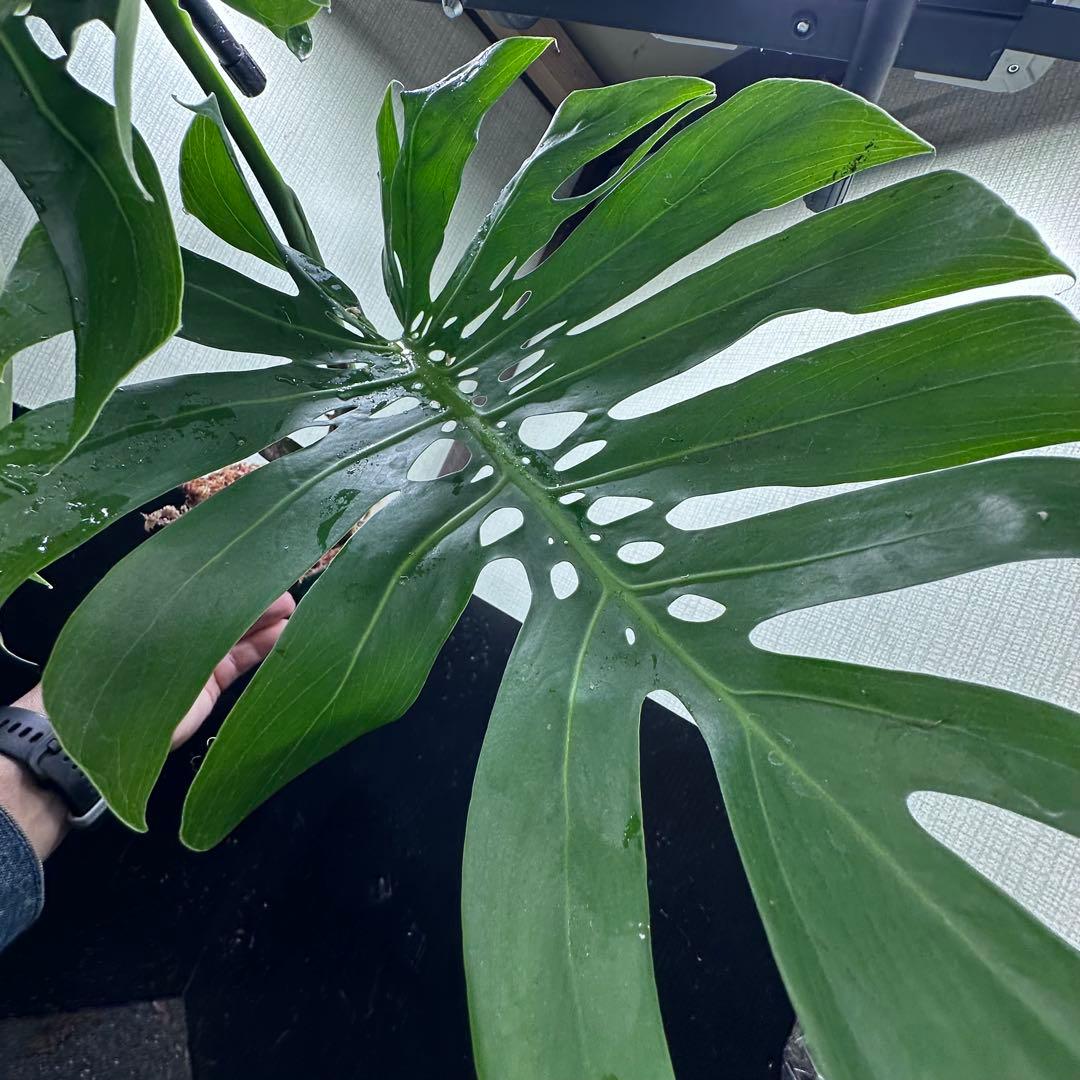モンステラデリシオーサマクロコズム超希少系統鉢植え