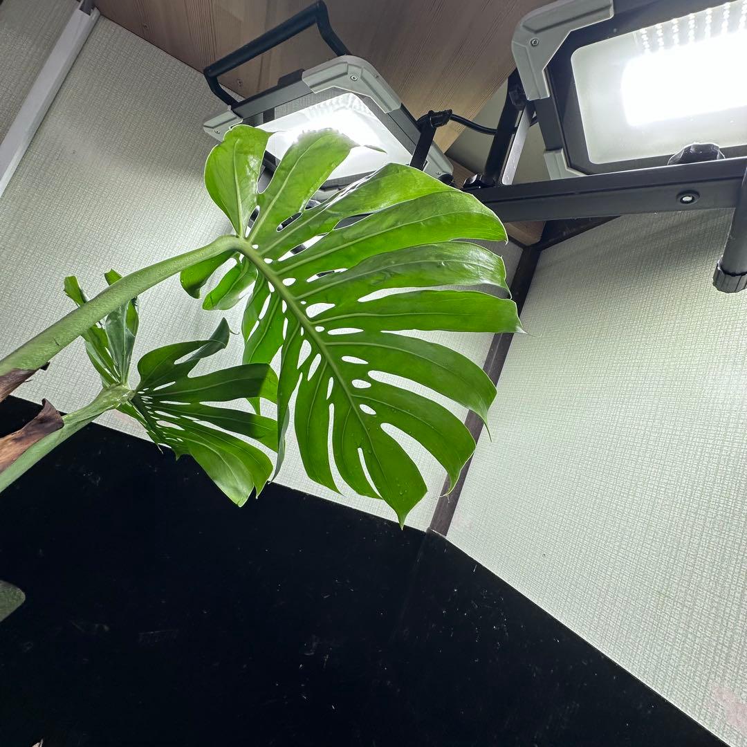 モンステラデリシオーサマクロコズム超希少系統鉢植え