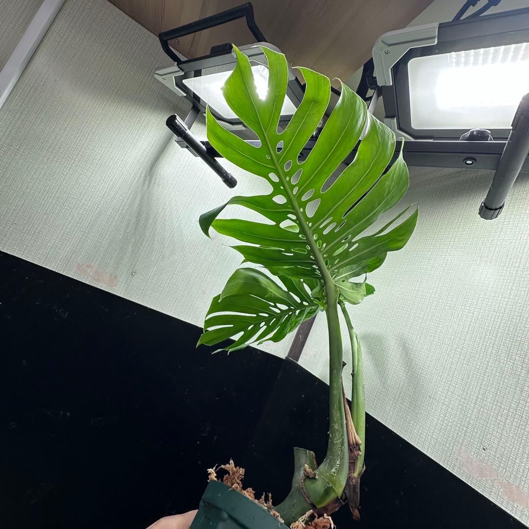 モンステラデリシオーサマクロコズム超希少系統鉢植え