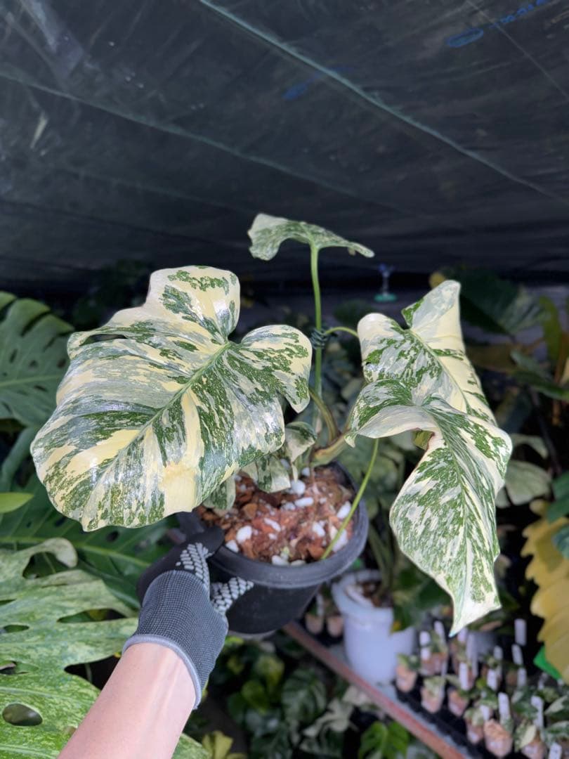 真・ホワイトスノー（白雪）モンステラ タイコンステレーション