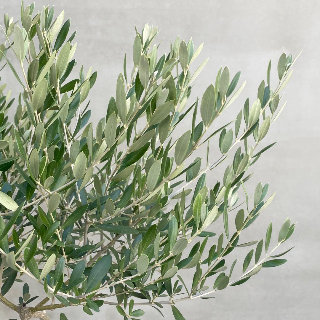 観葉植物 オリーブ 180cm 10号