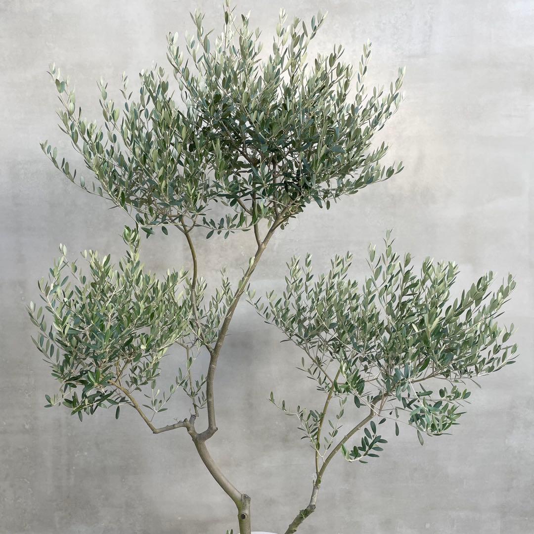 観葉植物 オリーブ 180cm 10号