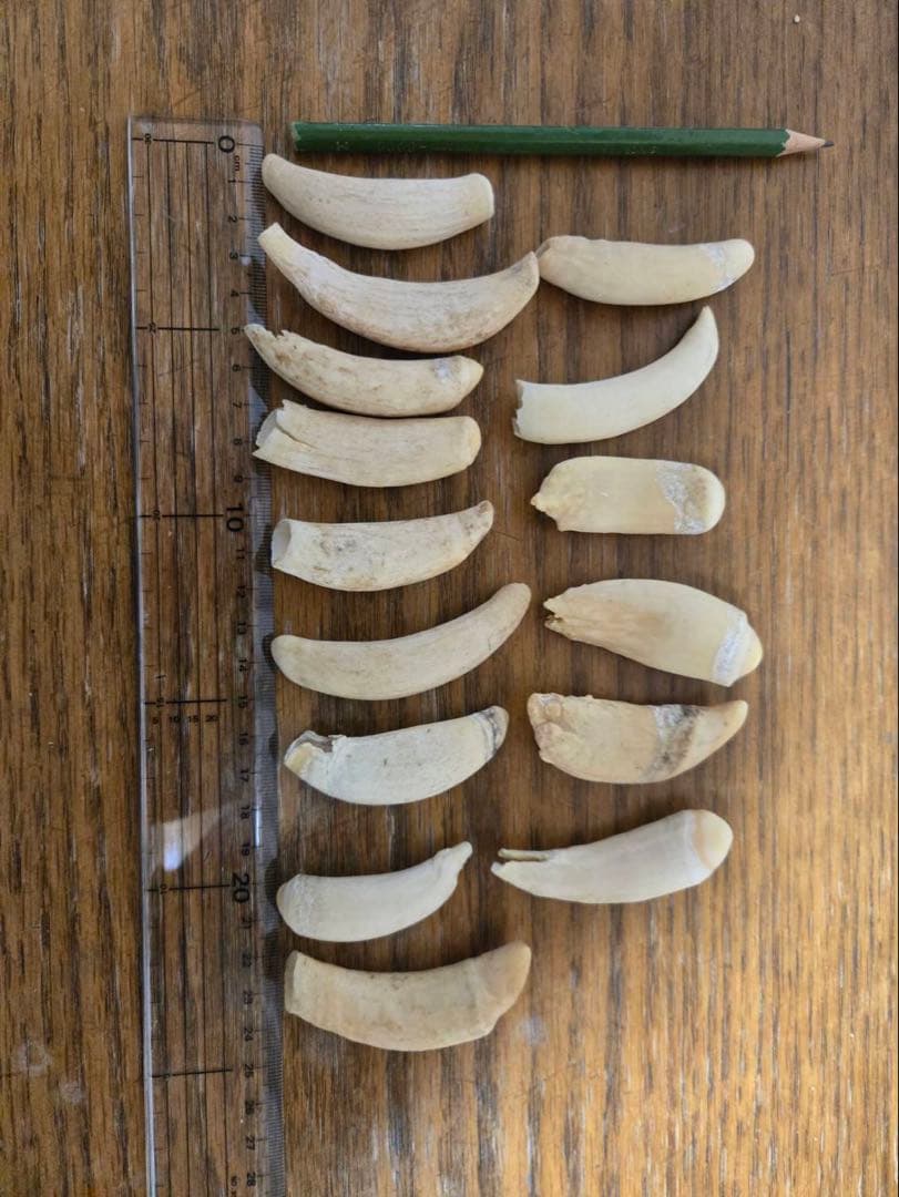 マッコウクジラの歯 アクセサリー素材 15個セット