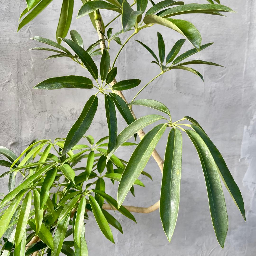 大型 シェフレラ アンガスティフォリア S字仕立て 陶器鉢 植え込み発送