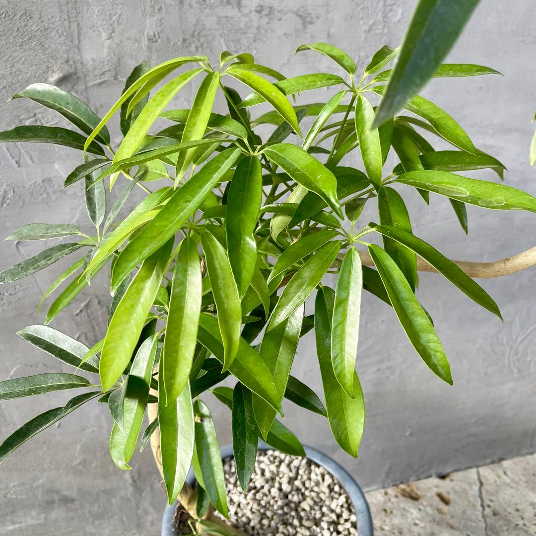 大型 シェフレラ アンガスティフォリア S字仕立て 陶器鉢 植え込み発送