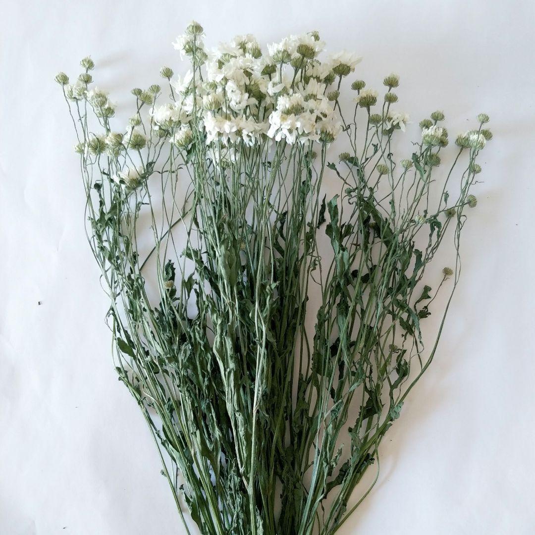 マトリカリア ドライフラワー - メルカリ