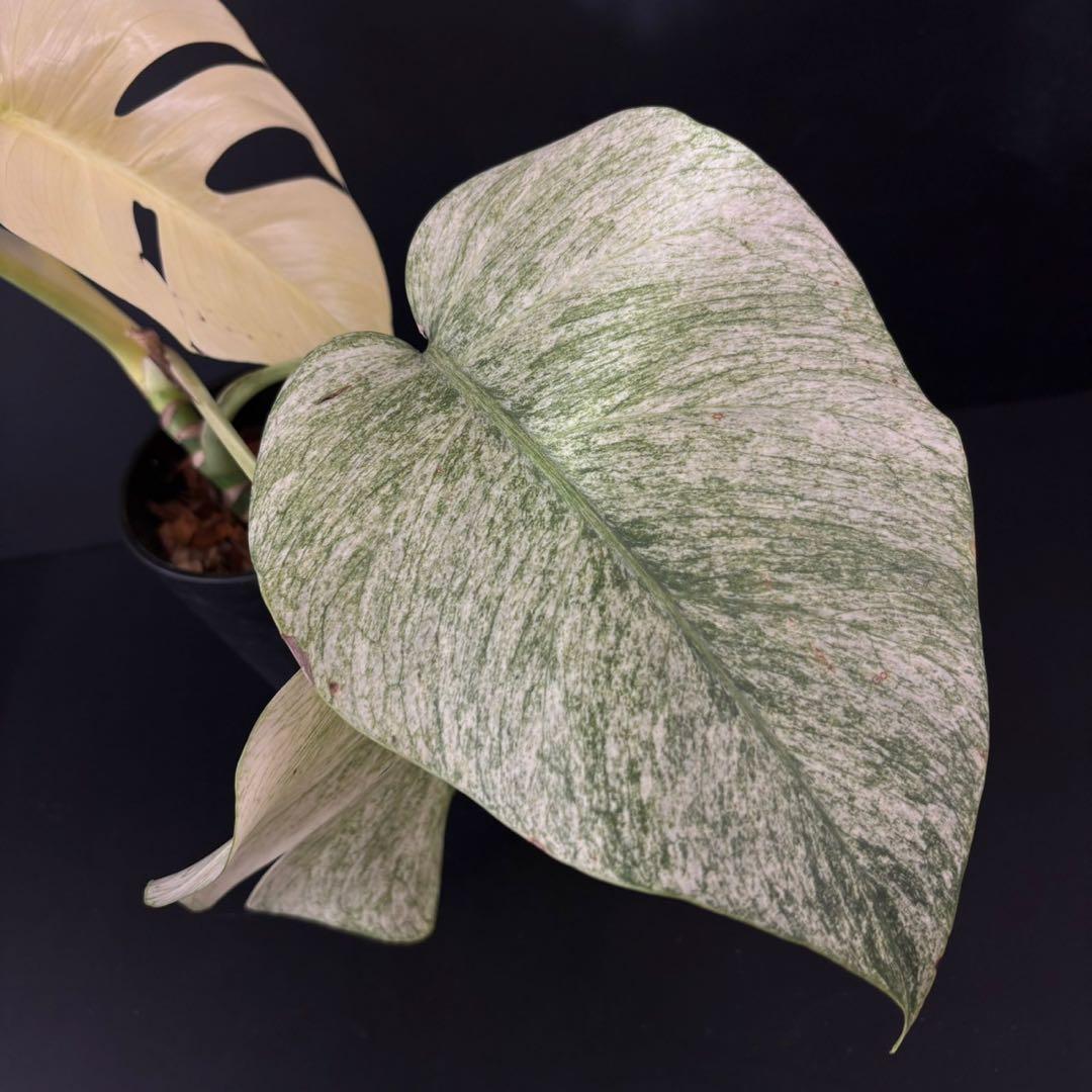 1458115】モンステラ デリシオーサ フルミント 4号鉢 - メルカリ