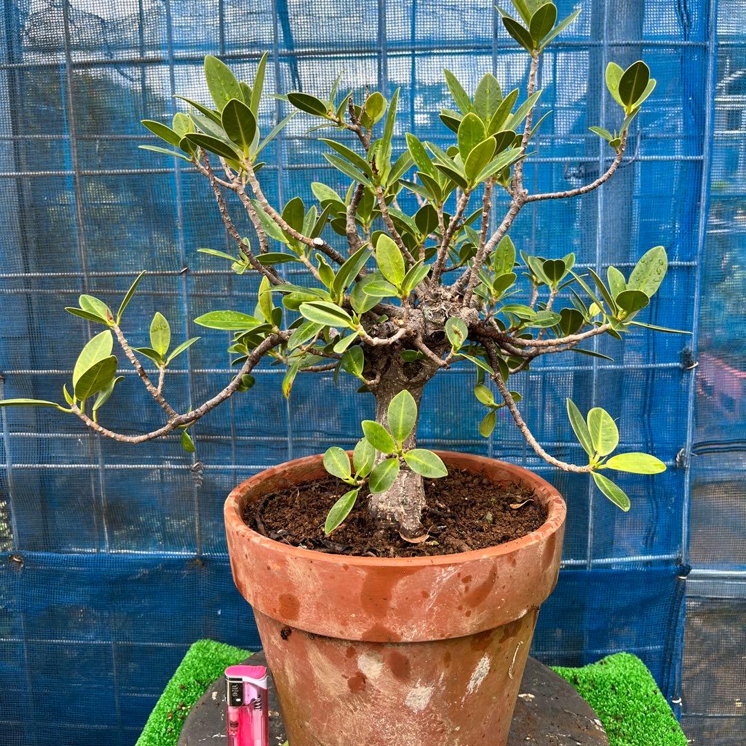 幸多き樹　ガジュマル