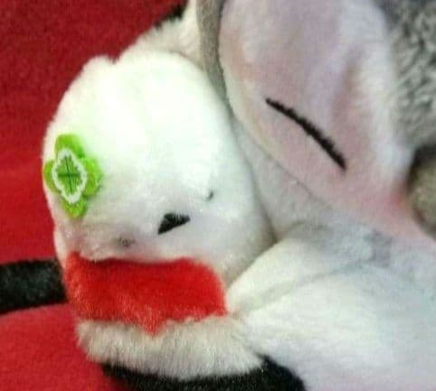 コウペンちゃん 邪エナガちゃん だいすき！な だっこぬいぐるみ - メルカリ