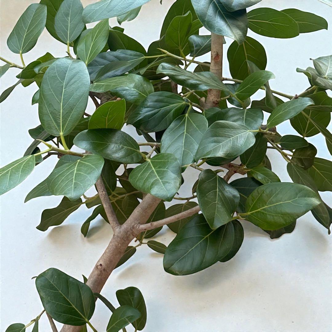 フィカスベンガレンシス♪ 143cm♪ 太幹曲がり リビングサイズ