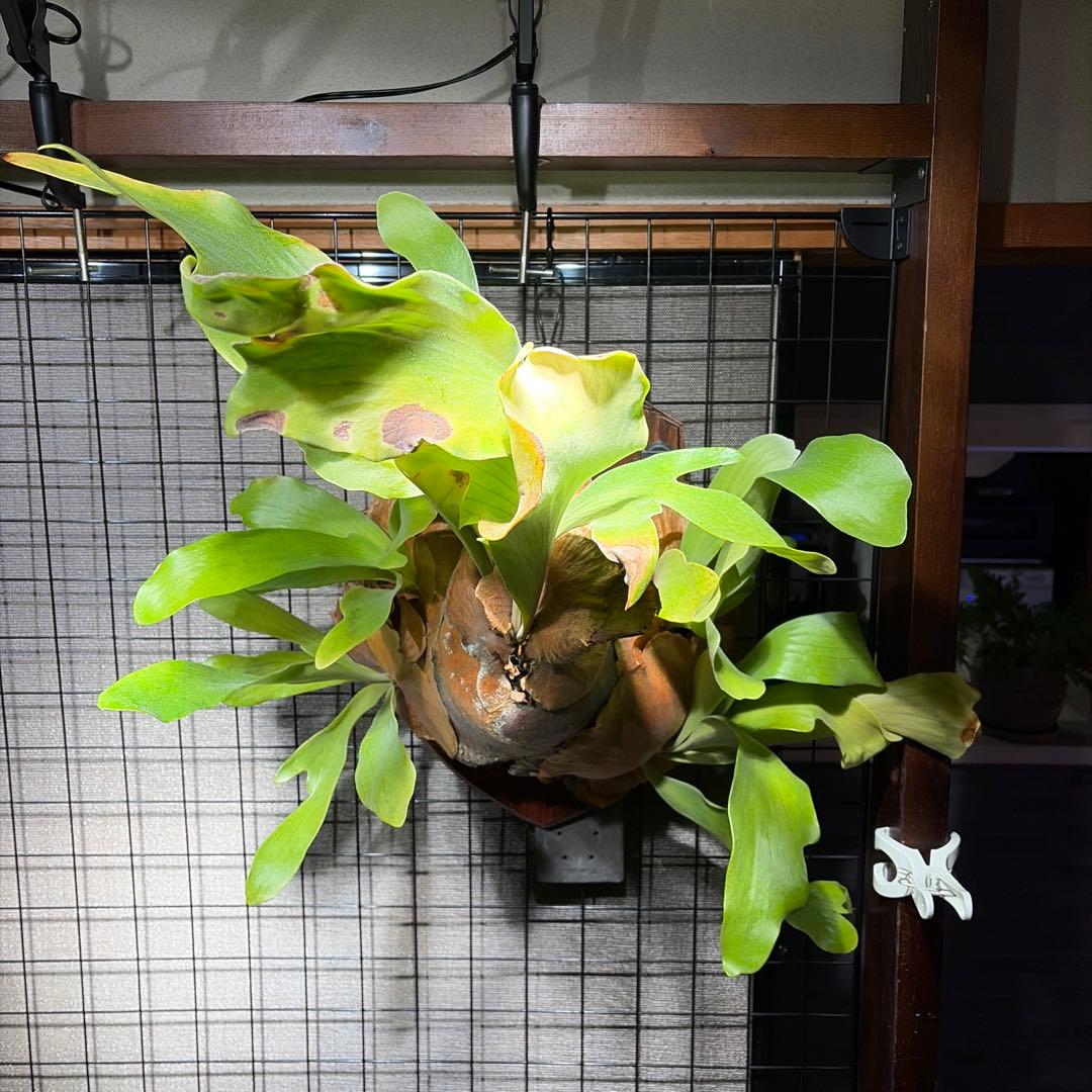 ビカクシダ　コウモリラン　ヒリー