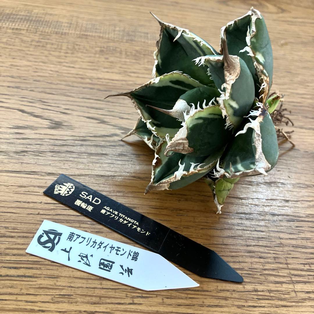 オークション】選抜 美株 特大 子株付き アガべ SAD錦 覆輪斑 TC