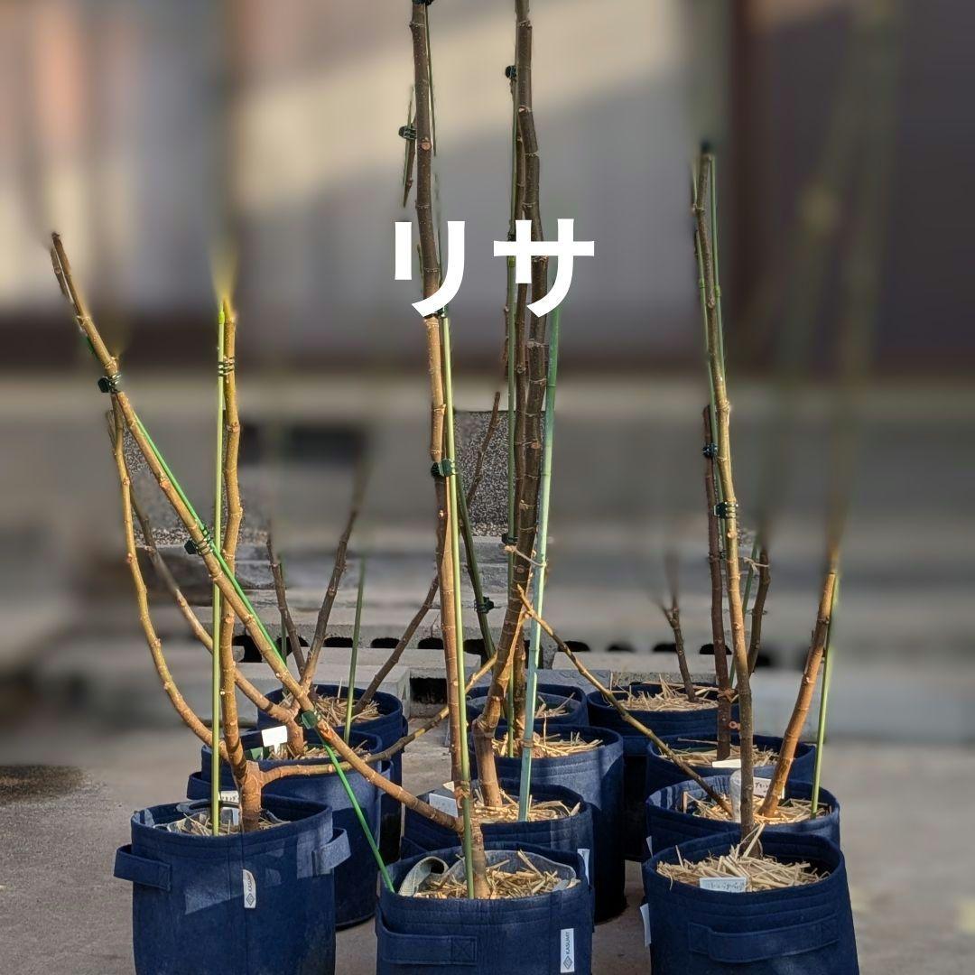 さばんなさま専用】いちじく(リサ)穂木1本 - メルカリ