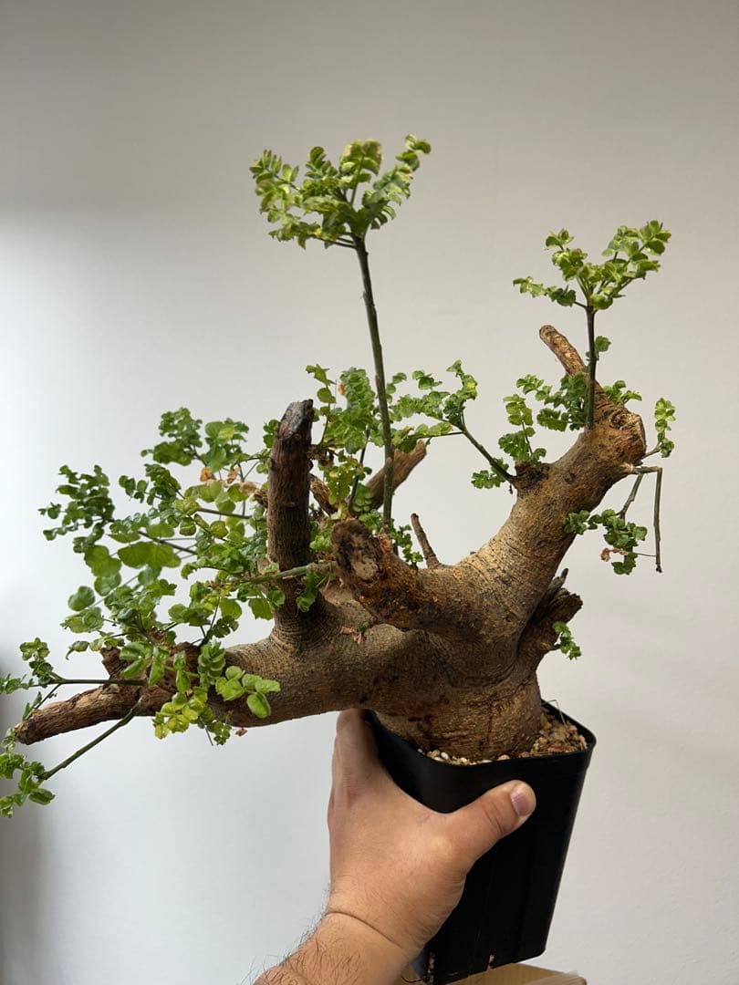 現地球、値段交渉OK！コミフォラサクシコラ　幹太