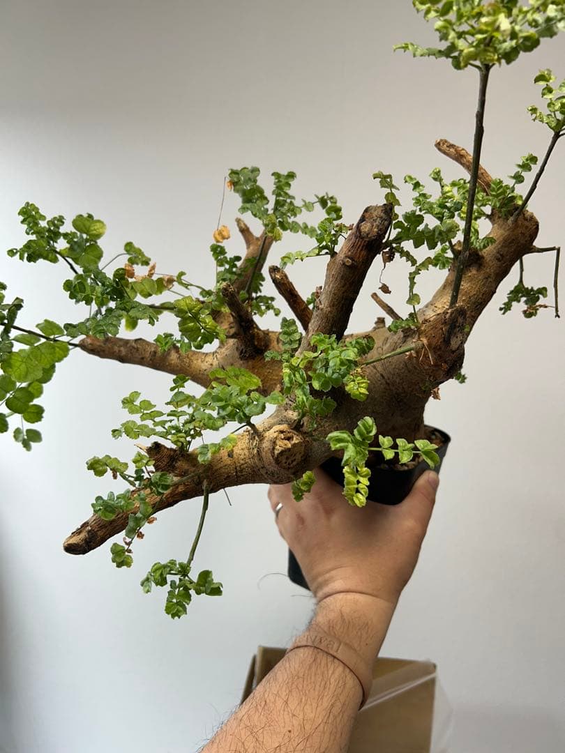 現地球、値段交渉OK！コミフォラサクシコラ　幹太