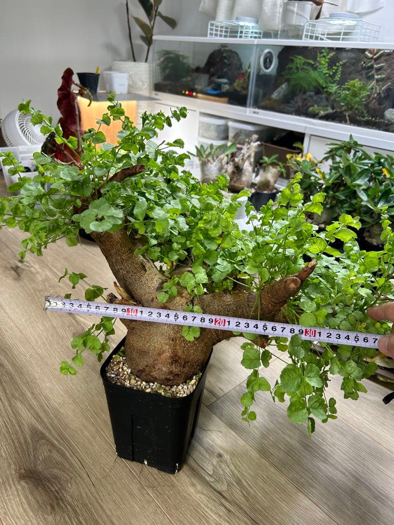 現地球、値段交渉OK！コミフォラサクシコラ　幹太