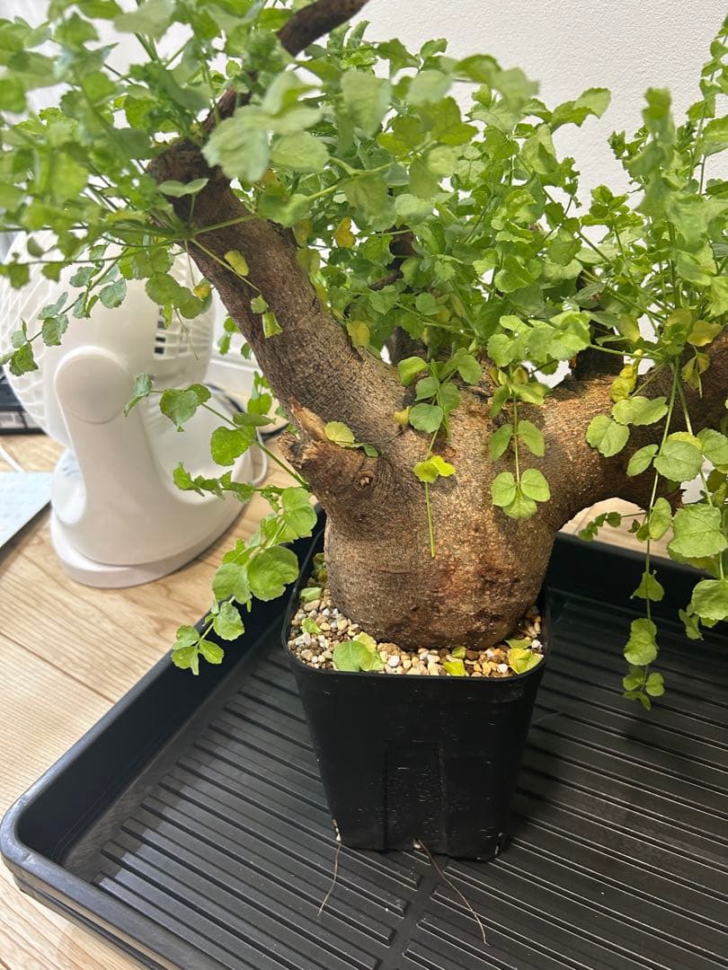 現地球、値段交渉OK！コミフォラサクシコラ　幹太