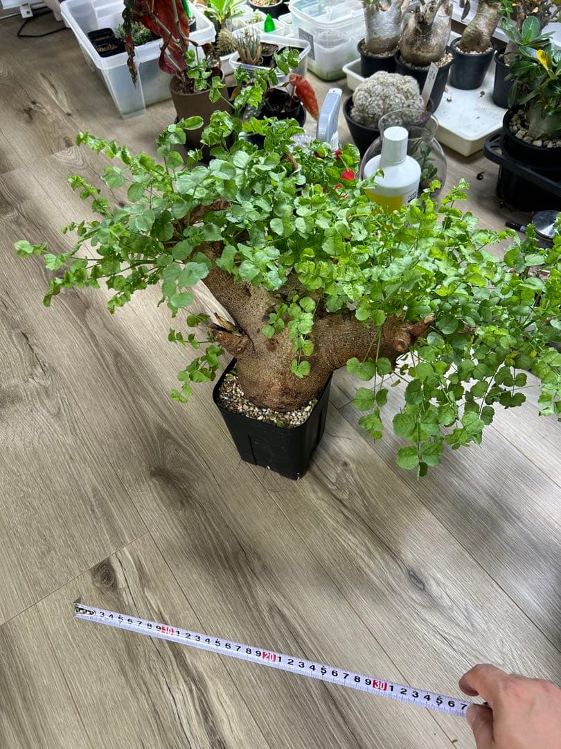 現地球、値段交渉OK！コミフォラサクシコラ　幹太