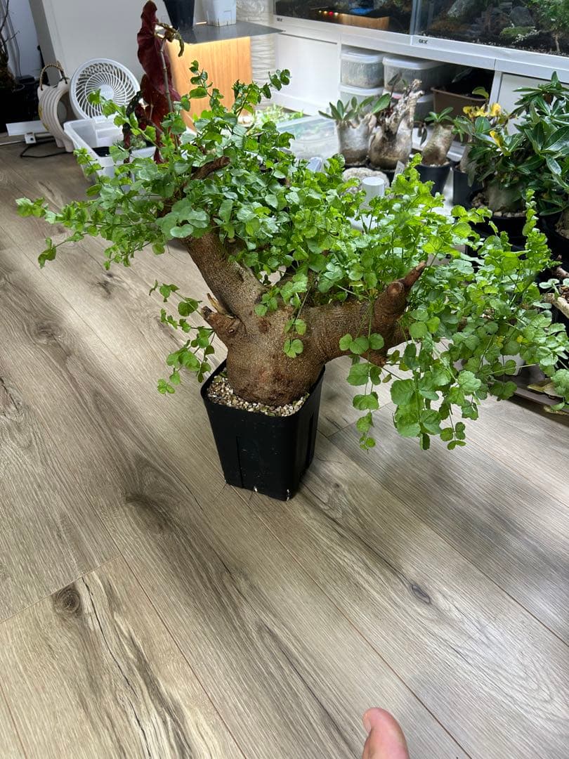 現地球、値段交渉OK！コミフォラサクシコラ　幹太