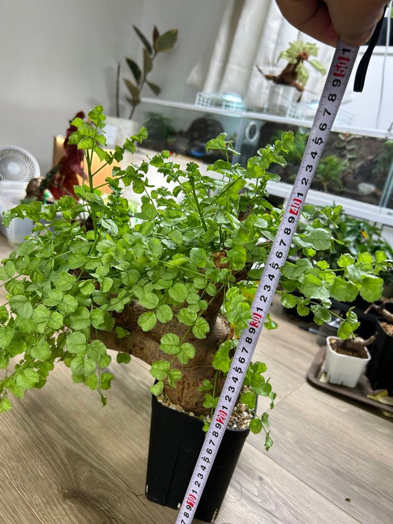 現地球、値段交渉OK！コミフォラサクシコラ　幹太