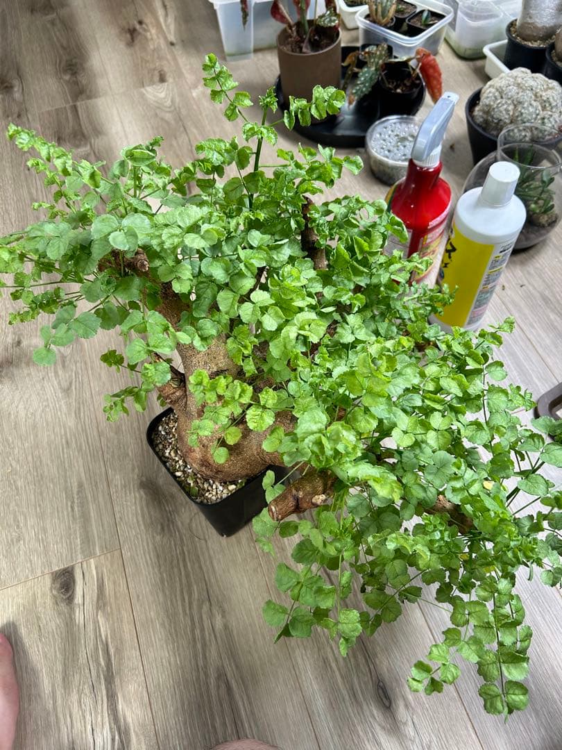 現地球、値段交渉OK！コミフォラサクシコラ　幹太