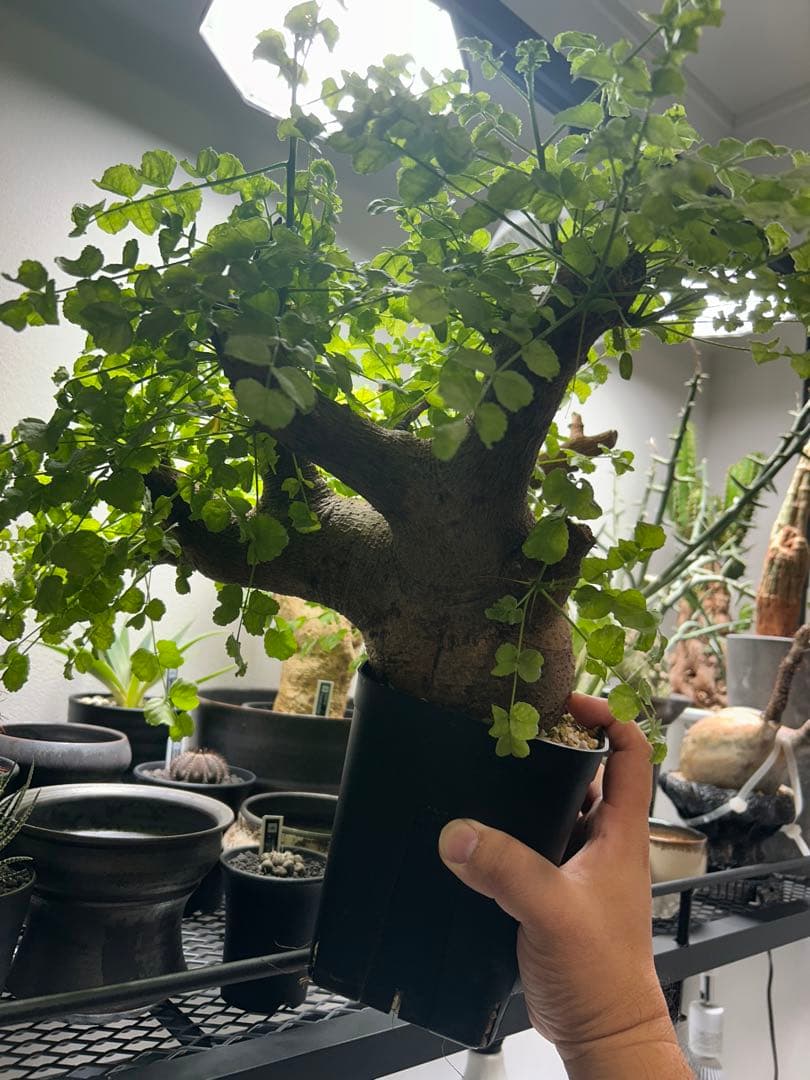 現地球、値段交渉OK！コミフォラサクシコラ　幹太