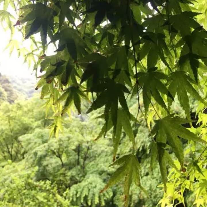 ハクロク       - 白鹿 -