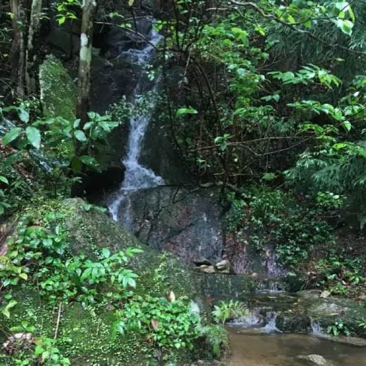 ハクロク       - 白鹿 -