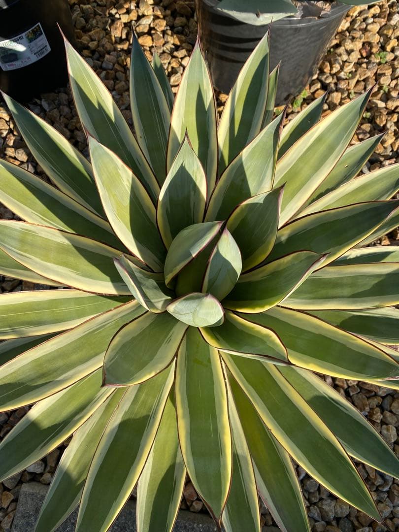 ⭐︎初売り⭐︎アガベ　スノーグロー