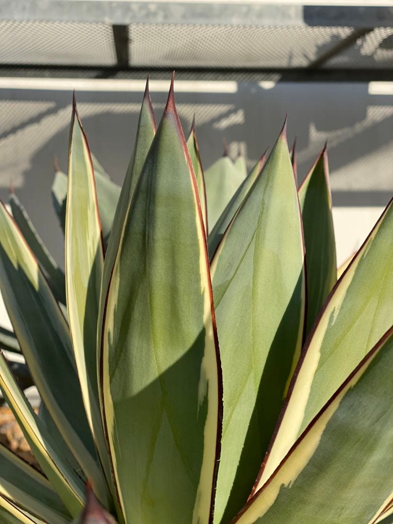 ⭐︎初売り⭐︎アガベ　スノーグロー