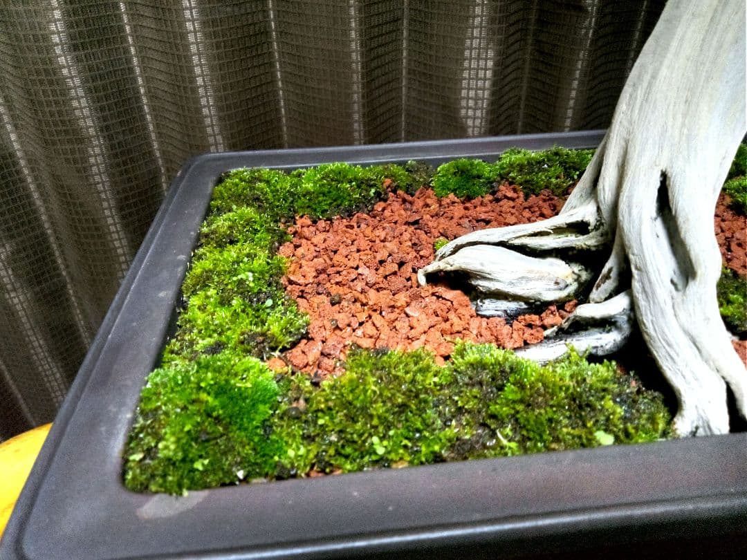 【大品 　 糸魚川真柏盆栽】　　　⭕樹齢 200年超 明星山採取❗