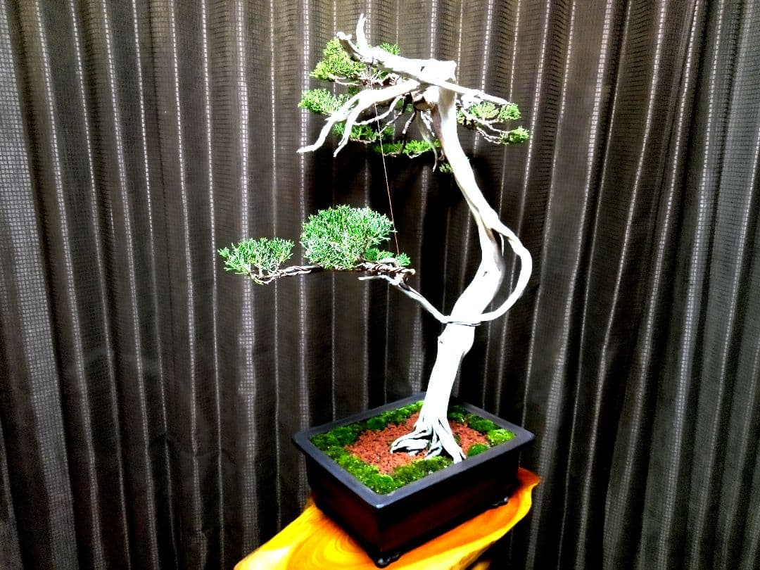 【大品 　 糸魚川真柏盆栽】　　　⭕樹齢 200年超 明星山採取❗