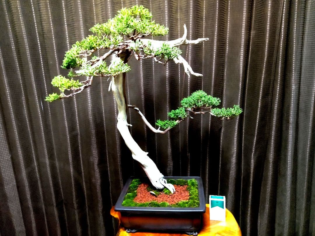 【大品 　 糸魚川真柏盆栽】　　　⭕樹齢 200年超 明星山採取❗