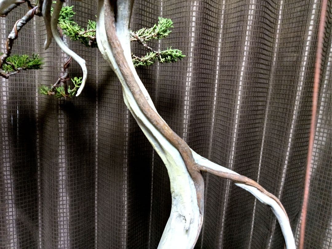 【大品 　 糸魚川真柏盆栽】　　　⭕樹齢 200年超 明星山採取❗