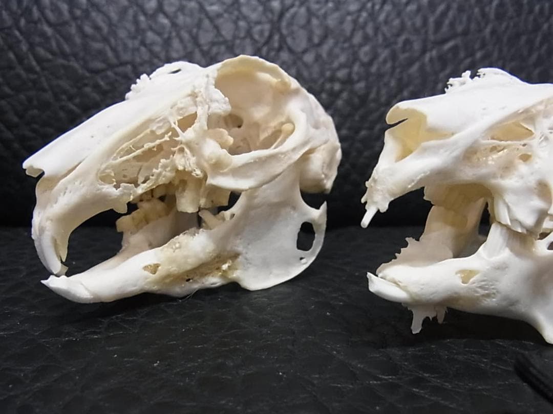 高品質　奇形ウサギ 頭骨