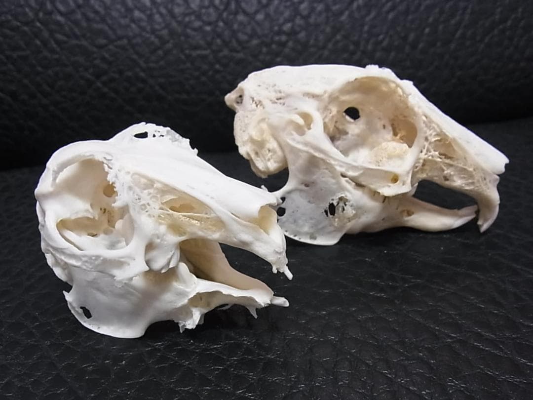 高品質　奇形ウサギ 頭骨