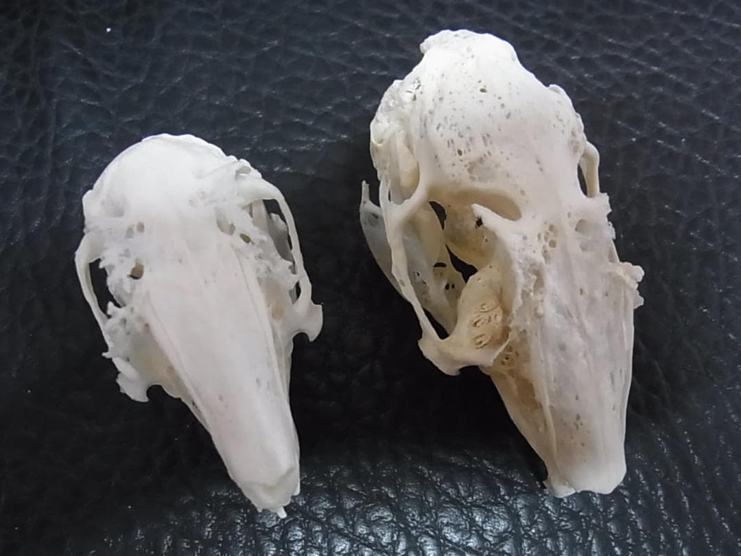 高品質　奇形ウサギ 頭骨