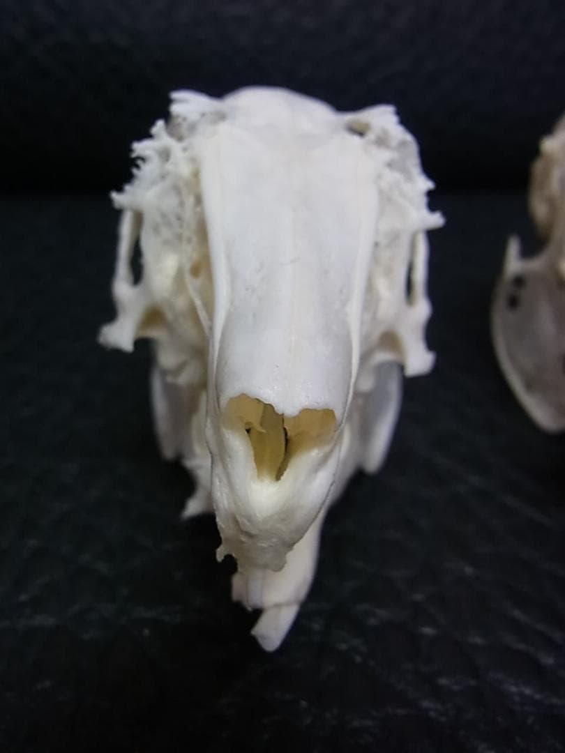 高品質　奇形ウサギ 頭骨