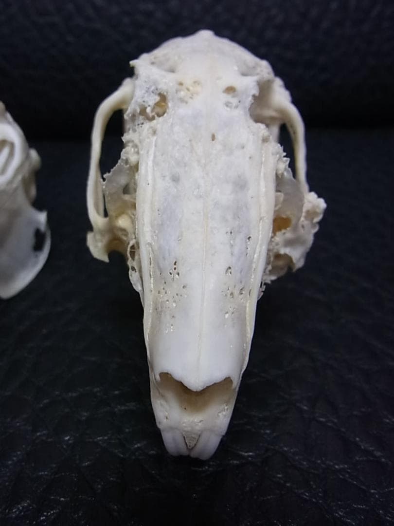 高品質　奇形ウサギ 頭骨