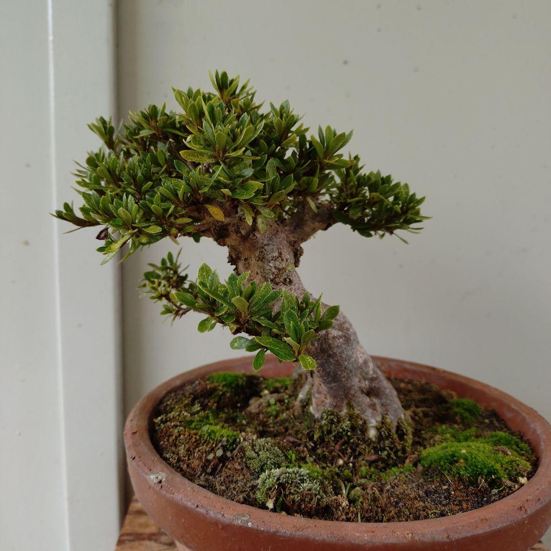 sugawara69さん専用　太幹短寸　皐月日光　高13cm