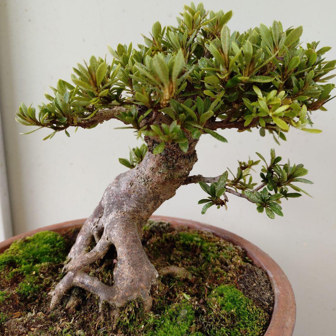 sugawara69さん専用　太幹短寸　皐月日光　高13cm