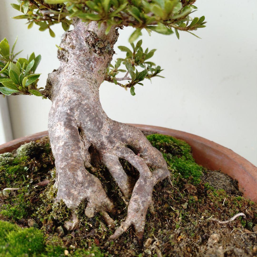 sugawara69さん専用　太幹短寸　皐月日光　高13cm