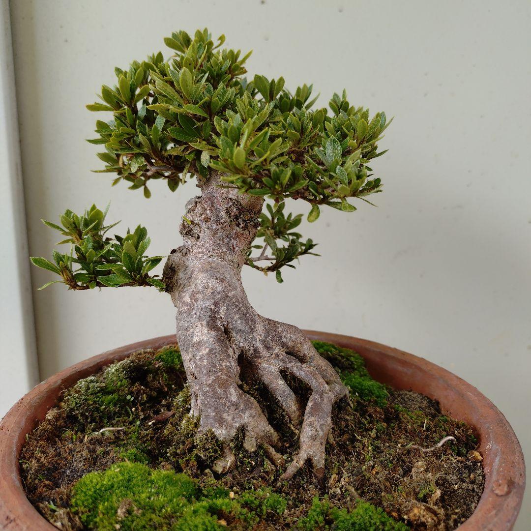 sugawara69さん専用　太幹短寸　皐月日光　高13cm