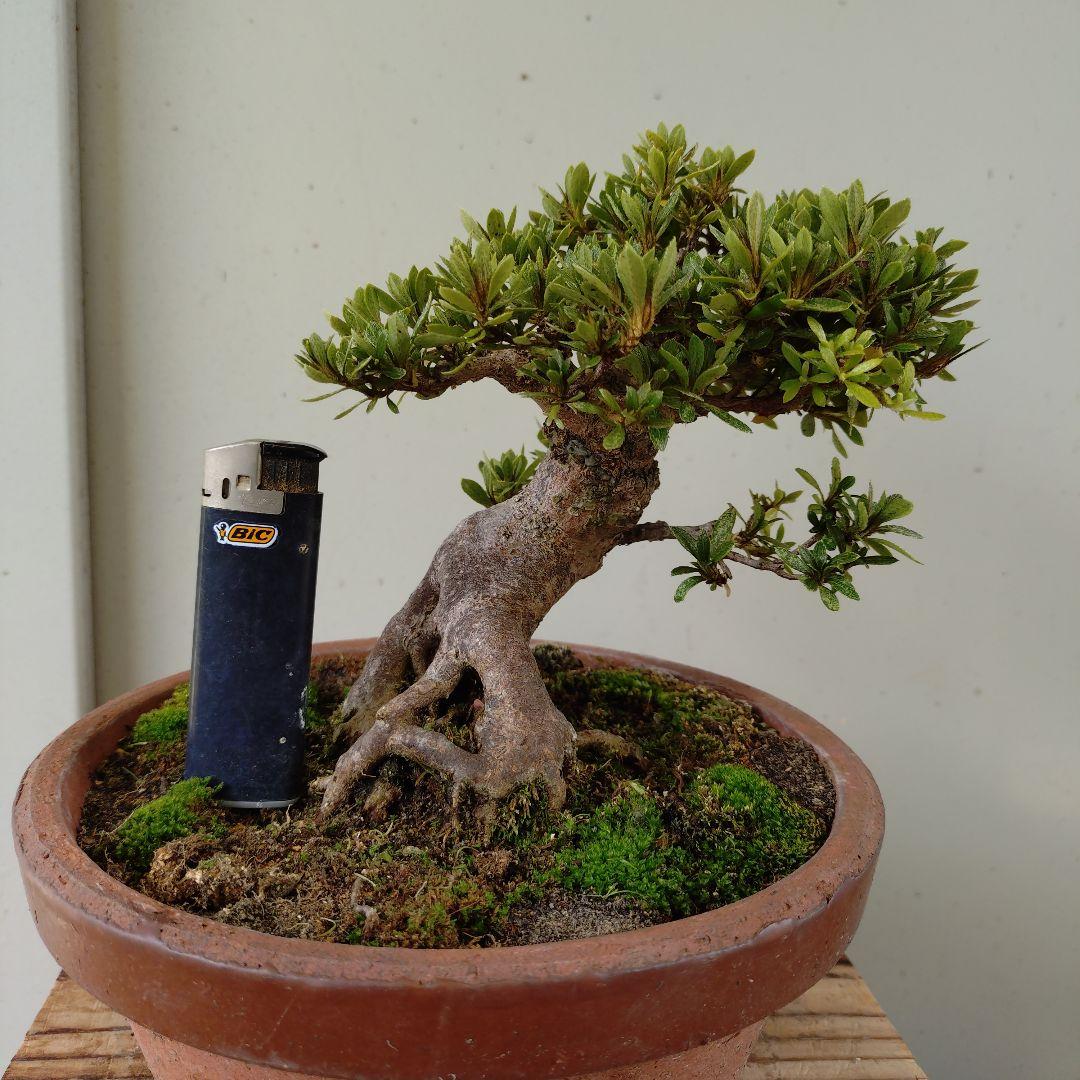 sugawara69さん専用　太幹短寸　皐月日光　高13cm