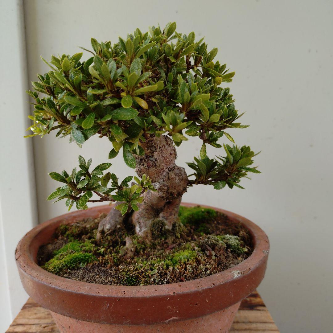 sugawara69さん専用　太幹短寸　皐月日光　高13cm