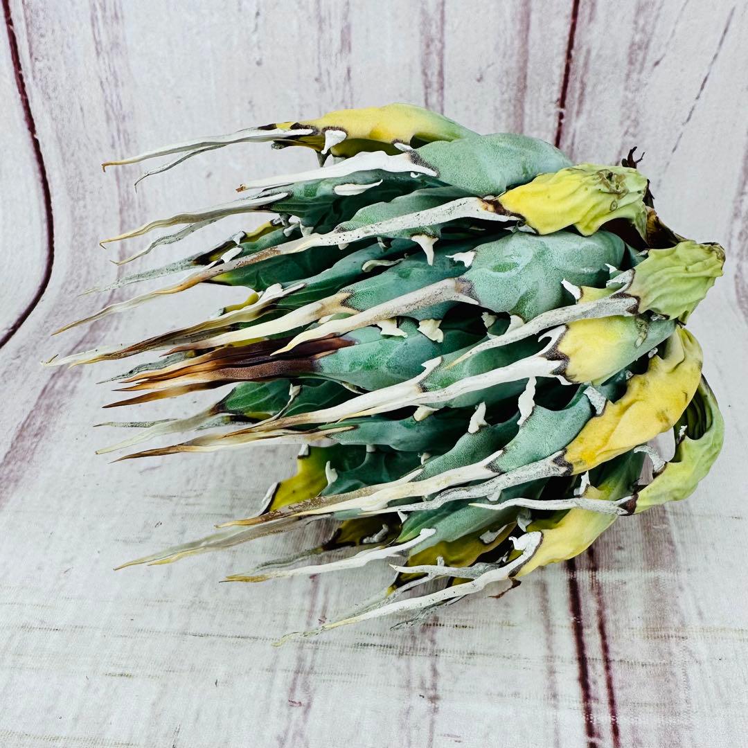 11 アガベ ユタエンシス エボリスピナ