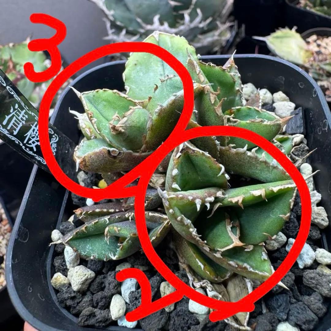 アガベ　清櫻　kinさん産