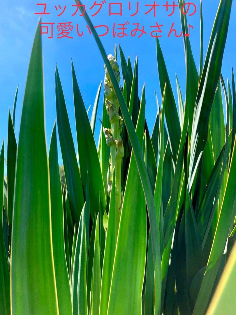 完売　発根済み超優良株＊根は頑丈で巨大【ユッカ グロリオサ/アツバキミガヨラン】