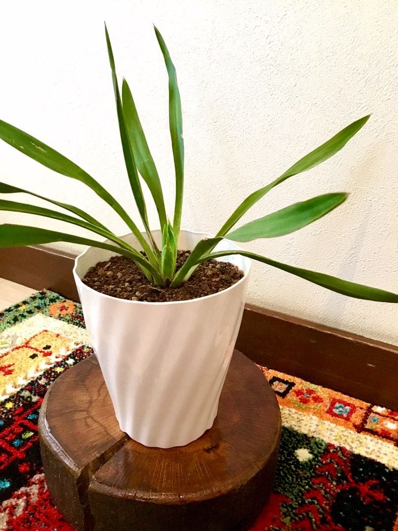 完売　発根済み超優良株＊根は頑丈で巨大【ユッカ グロリオサ/アツバキミガヨラン】